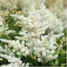 Астильба японская Аваланш