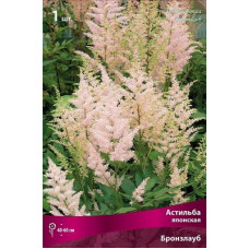 Астильба Бронзлауб (японская)