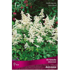 Астильба Дойчланд (японская)