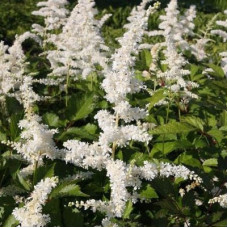 Астильба японская Дойчланд