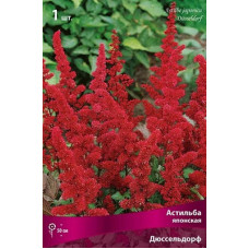 Астильба Дюссельдорф (японская)