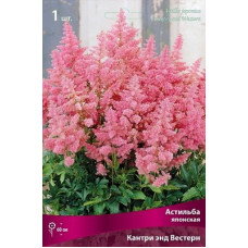 Астильба Кантри энд Вестерн (японская)