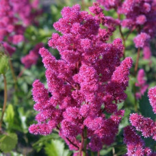 Астильба японская Кёльн  