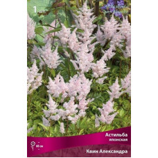 Астильба Квин Александра (японская)