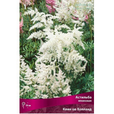 Астильба Квин ов Холланд (японская)