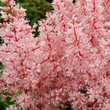 Астильба японская Лук эт Ми 