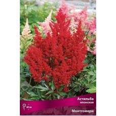 Астильба Монтгомери (японская)