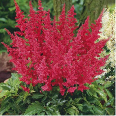 Астильба японская Монтгомери