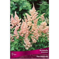 Астильба Пич Блоссом (японская)