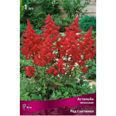 Астильба Ред Сентинел (японская)
