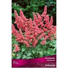 Астильба Рейнленд (японская)