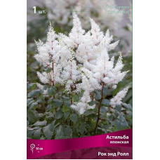 Астильба Рок энд Ролл (японская)