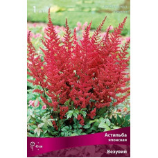 Астильба Везувий (японская)