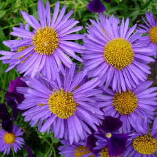Астра альпийская Голиаф 