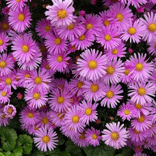 Астра альпийская Хэппи Энд 