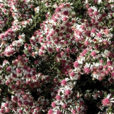 Астра бокоцветная Леди ин Блек 