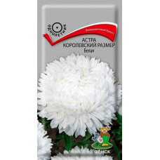 Астра королевский размер Белая