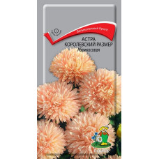 Астра королевский размер Абрикосовая