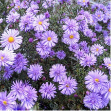 Астра кустарниковая Леди ин Блу