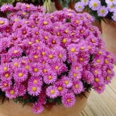 Астра кустарниковая Аннеке  
