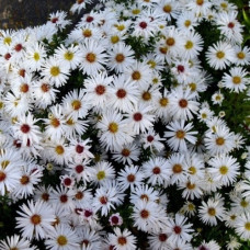 Астра кустарниковая Аполло  