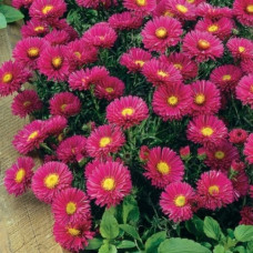 Астра кустарниковая Дженни  