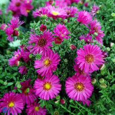 Астра кустарниковая Старлайт  