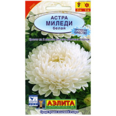 Астра Миледи белая
