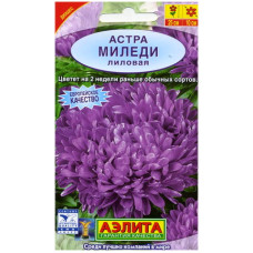 Астра Миледи лиловая