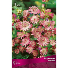 Астранция крупная 