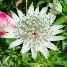 Астранция крупная Альба  