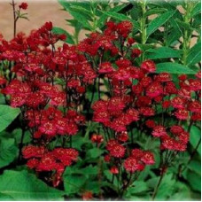 Астранция карниольская Рубра