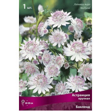 Астранция Бакленд (крупная)