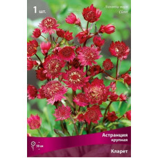Астранция Кларет (крупная)
