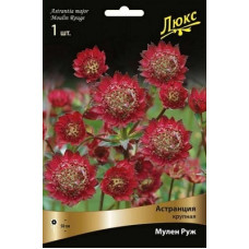Астранция Мулен Руж (крупная)