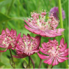 Астранция крупная Руби Веддинг