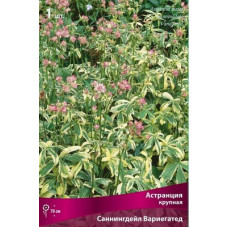 Астранция Саннингдейл Вариегатед (крупная)