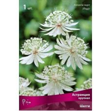 Астранция Шегги (крупная)