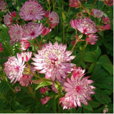 Астранция наибольшая Розея