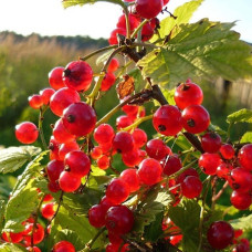 Смородина красная Ася