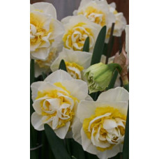 Нарцисс Атолл Палас (махровый)