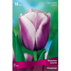 Тюльпан Атлантис (Триумф)