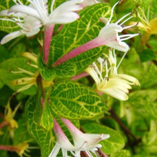 Жимолость японская Ауреоретикулата