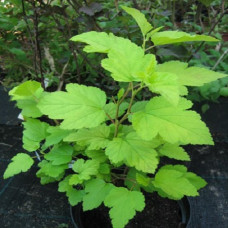 Пузыреплодник калинолистный Ауреа