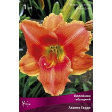 Лилейник гибридный Аванте Гарде