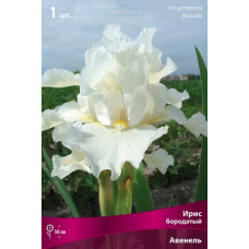 Ирис Авенель (бородатый)