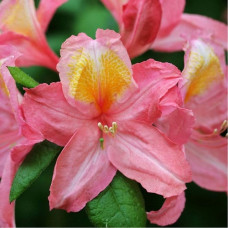 Азалия гибридная Пинк Дилайт