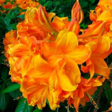 Азалия гибридная Клондайк 