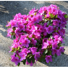 Азалия японская Кенингштайн