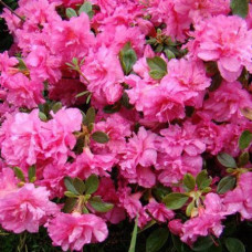 Азалия японская Петтикоут 